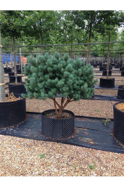 Сосна звичайна Ватерері на штамбі мультиштамб